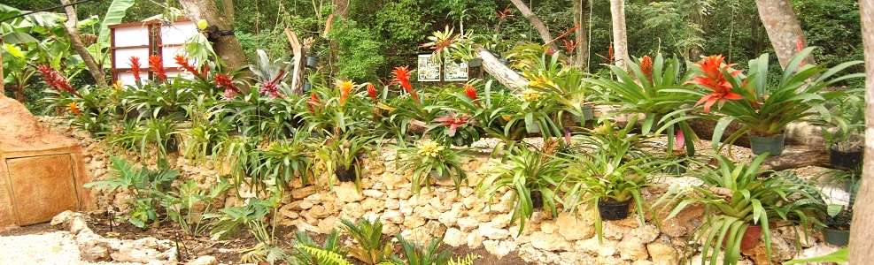 The Rainforest - Exotic and Beautiful Colors