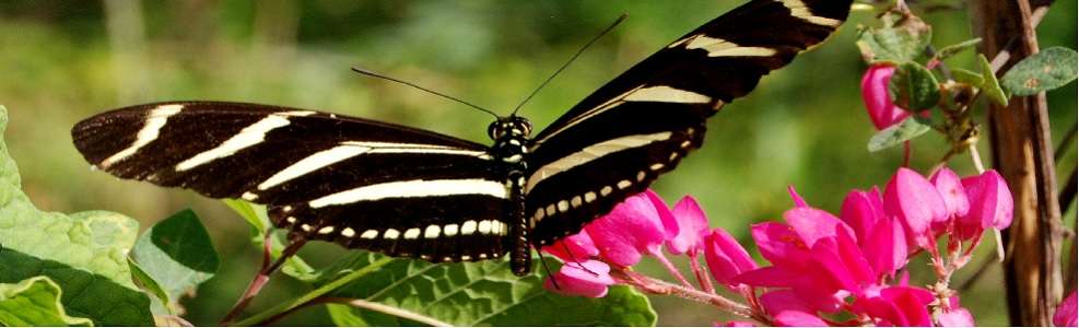 The Small Wonders of Nature