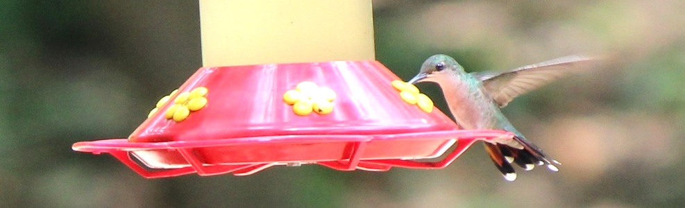 Humming Birds