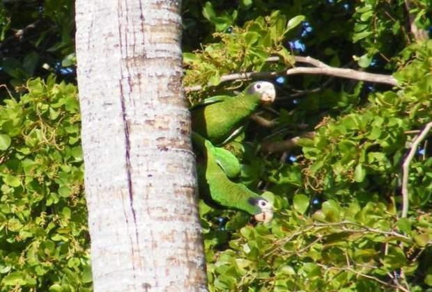 Green Parrot (Amazona Ventralis)