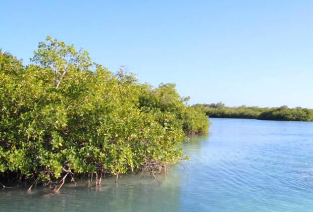 Mangroves channel
