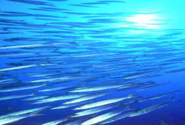 Scuba diving in the National Park near Bayahibe is very rewarding