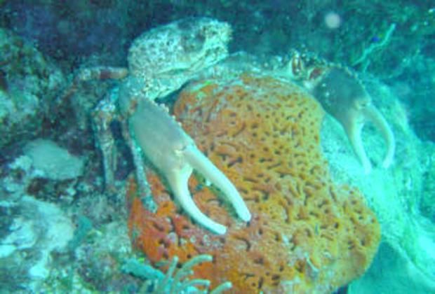 Scuba diving near Bayahibe