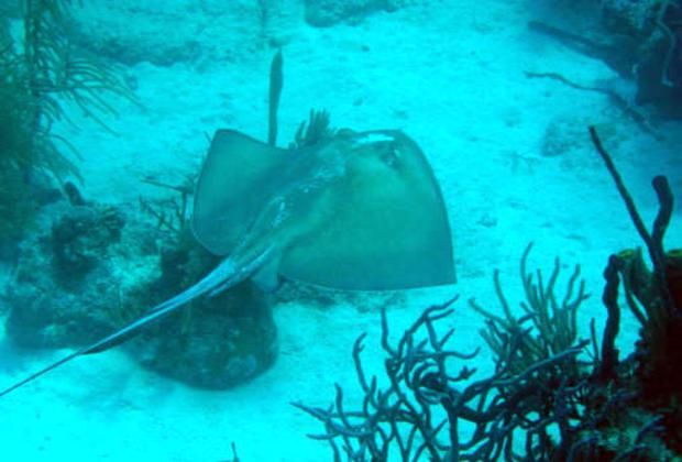 saona island is known for its big fish