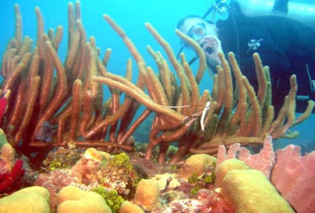 SScuba diving in the National Park - healthy coral reefs