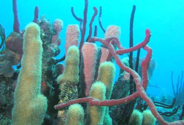 Scuba diving near Bayahibe - the coral nursery