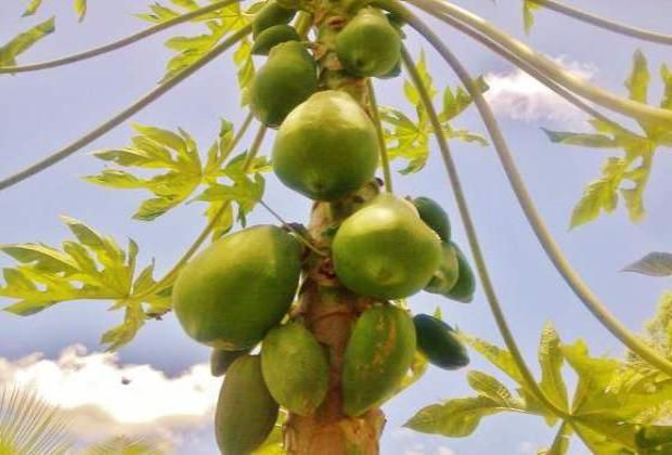 Advocado tree on farm
