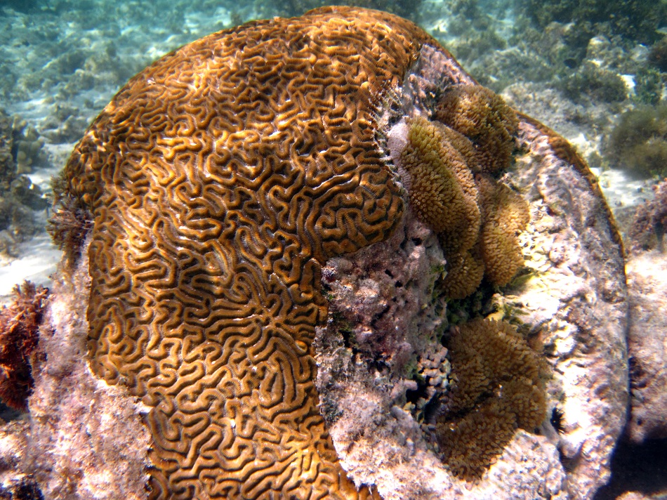Bleaching effect on Brain Coral