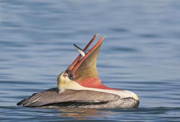 Brown Pelican