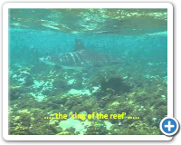 Snorkeling at Cayo Raton