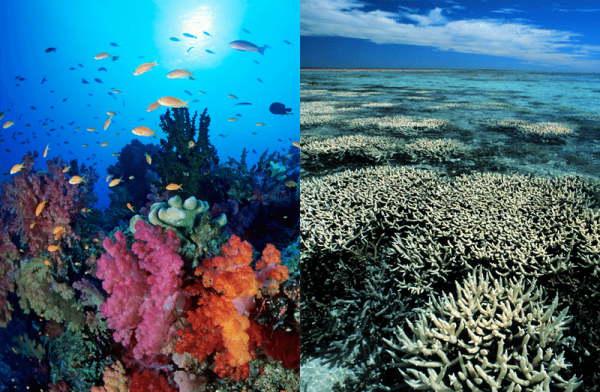 Coral Bleaching Effect