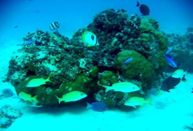 Snorkeling at the Piers - lots of fish