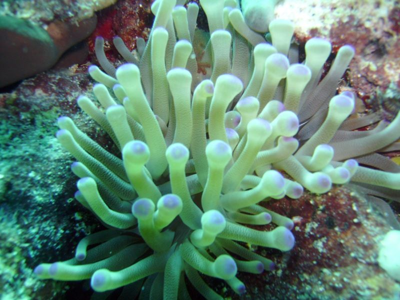 Corals in the Caribbean Sea