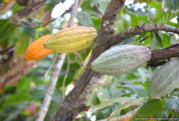 Cacao tree, Dominican Republic