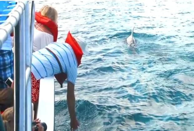 Dolphins around the boat Bayahibe