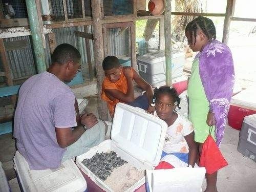 Seaturtle Project Isla Saona