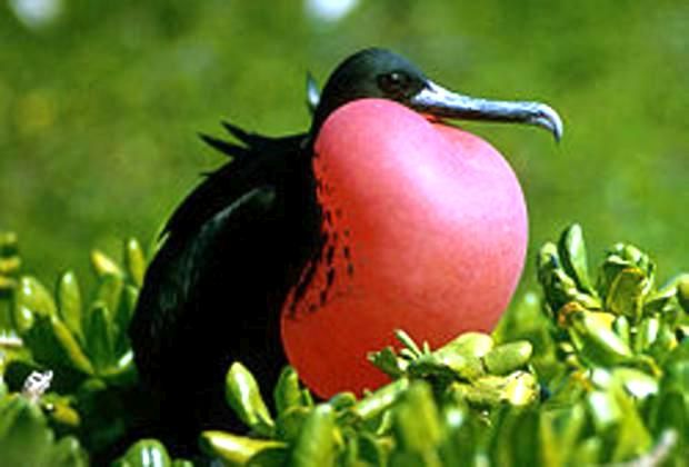 Frigate bird