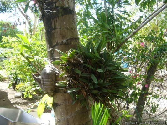 Cozy jungle restaurant