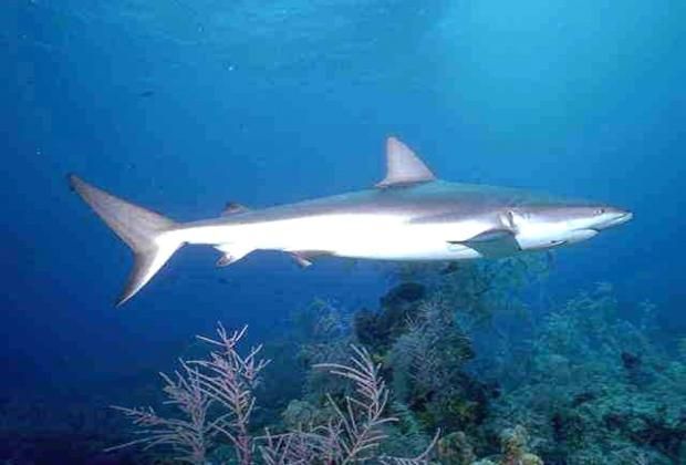 Catalina Island near Bayahibe is famous with divers