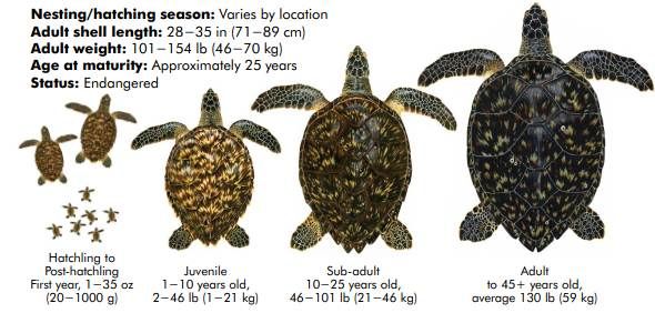 Saona Island - Hawksbill Turtle Life Cycle