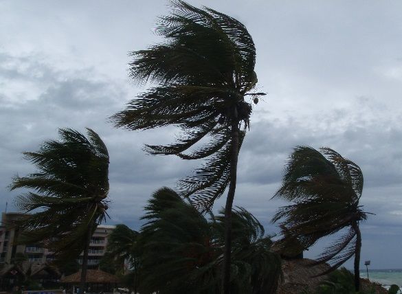 hurricane swaying palms