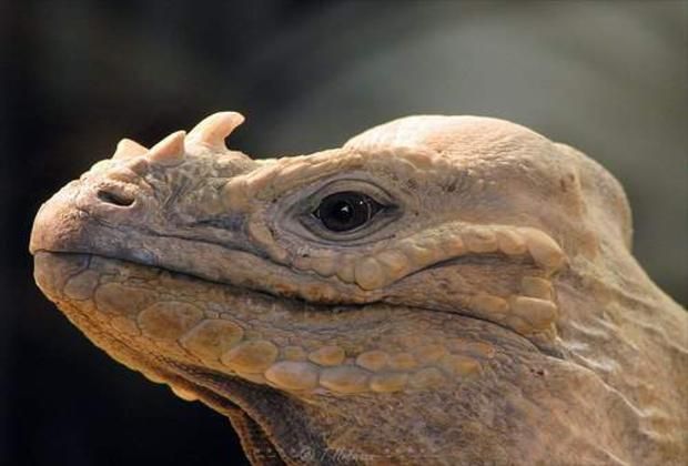 Iguana - National Park del Este