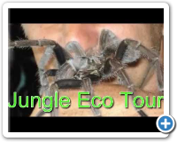 Jungle Tour Punta Cana