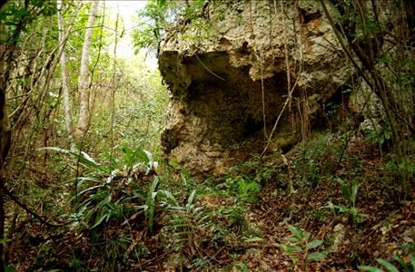 Explore the jungle with the trail