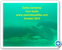 Swimming with Manatees