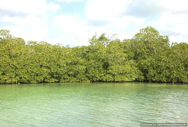 Mangrove forest near Bayahibe
