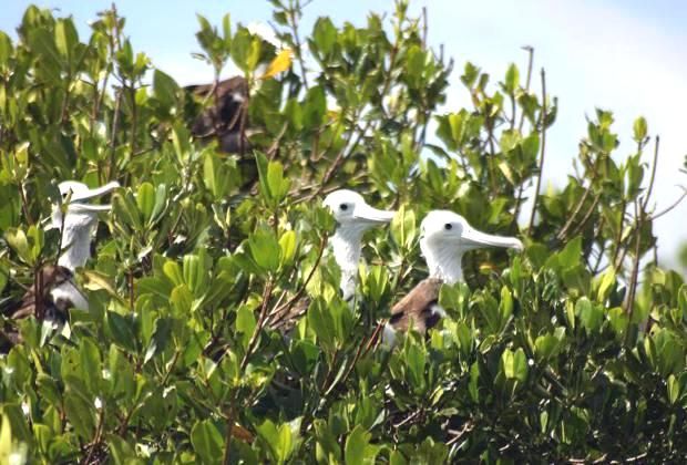 Frigate birds