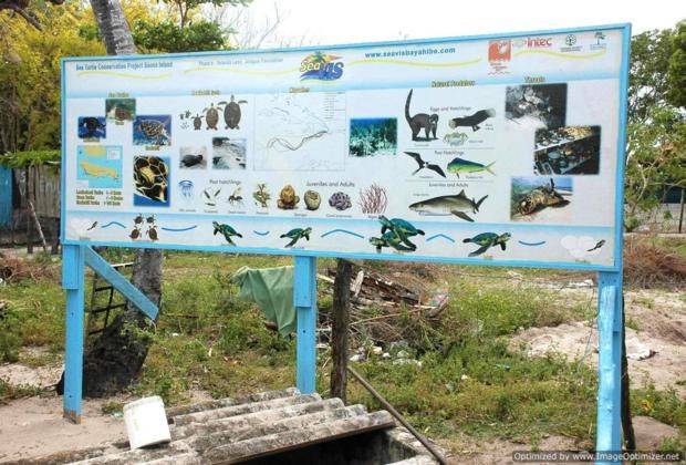 Information about the sea 
										turtle project in Mano Juan