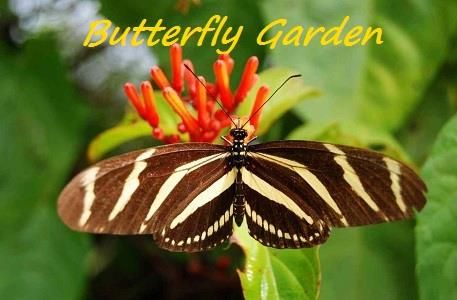 Butterfly Garden