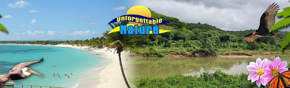 The Caribbean Sea and Jungle in one Day!