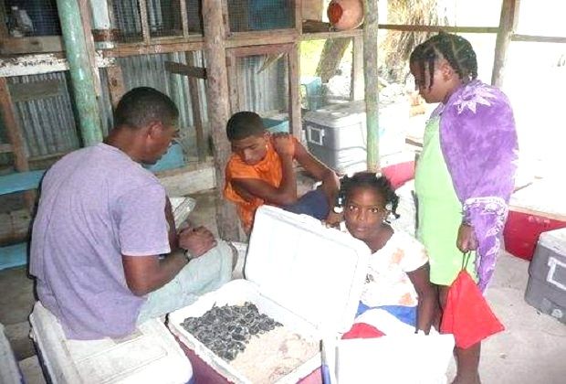 The sea turtle project in Mano Juan - newly hatched eggs