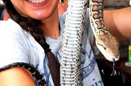 Boa Constrictor Tanama