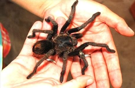 tarantula bayahibe