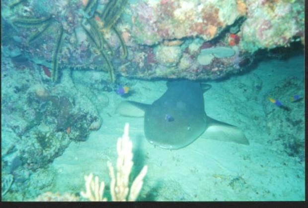 Catalinita Island 
									offers a mix of Atlantic and Caribbean Sea habitats