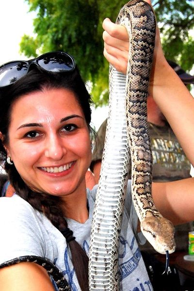 Boa Constrictor Tanama large