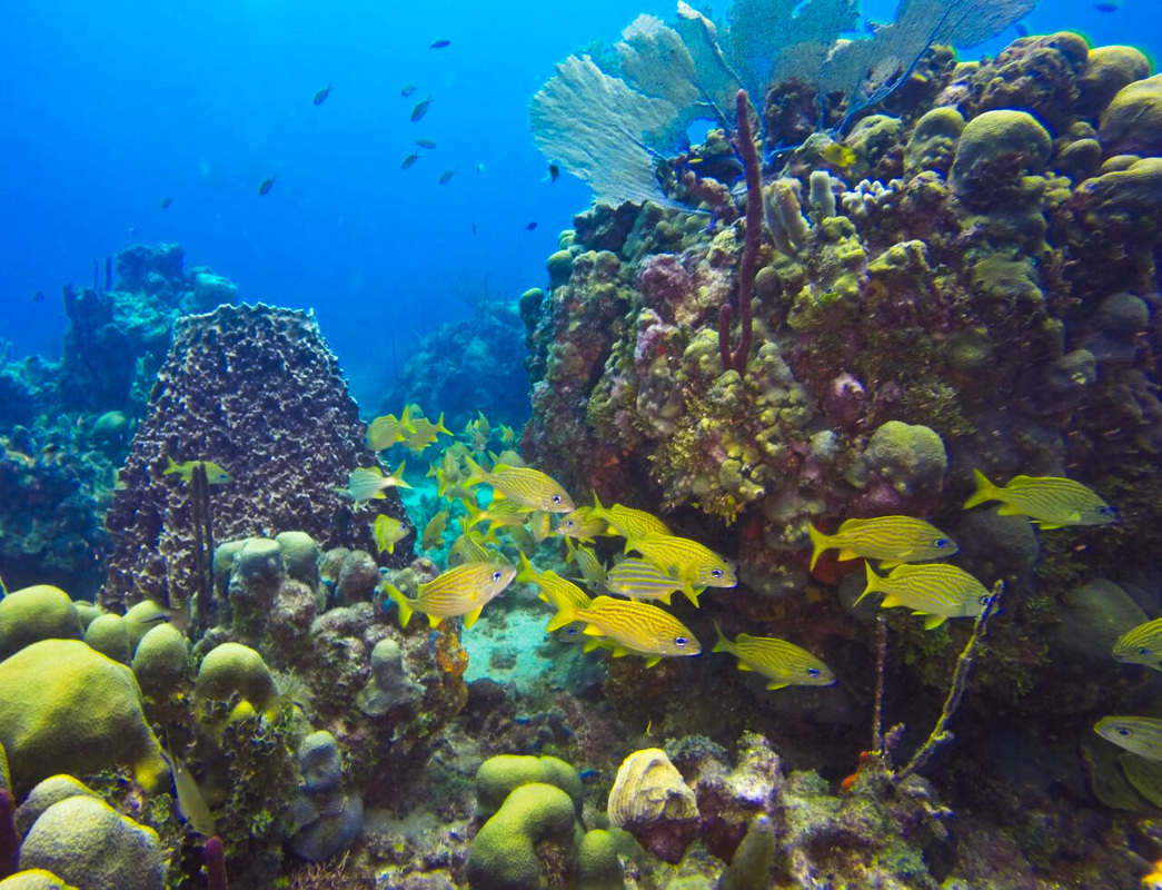 Amazing sea-life at Catalina