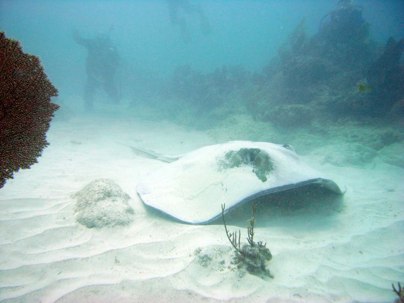 Stingray - Sea life is great