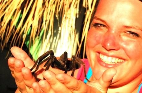 tarantula bayahibe large