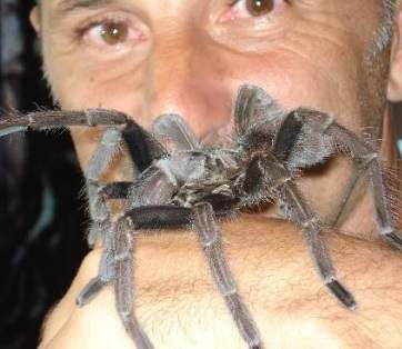 tarantula