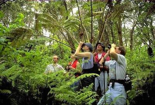 Tanama Rainforest Trail - looking for canopy animals