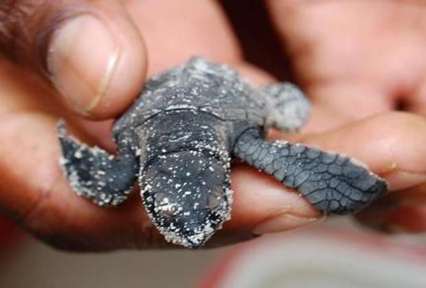 Sea Turtle Project on Saona