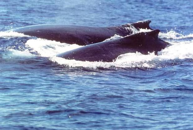 Humpback Whales