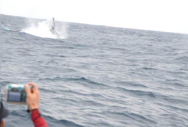 Whale watching - excellent photo opportunity