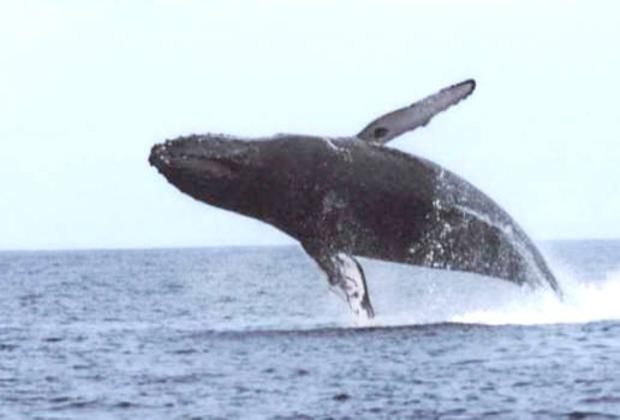Whale Watching Punta Cana