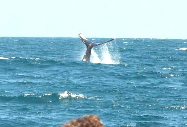 Punta Cana - whale watching - jump close to boat