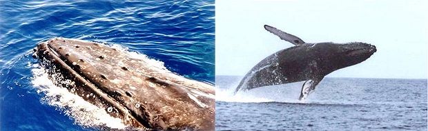 Humpback Whale on our Whale Watching Excursion from Punta Cana and Bayahibe